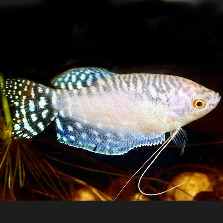 Trich.trichopterus   Platinum gourami
